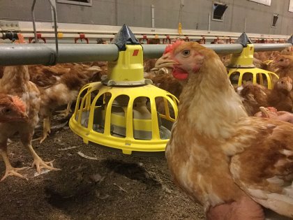 Some consumers are willing to pay a bit extra on meat from animals that have been kept in better conditions. - Photo: Roxell Some consumers are willing to pay a bit extra on meat from animals that have been kept in better conditions. - Photo: Roxell