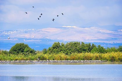 Since October, over 100,000 wild cranes have arrived in Israel, the majority of which have stopped in the Hula Valley, an essential halt on their migratory trek to Africa. Photo: Александр Деревяшкин Since October, over 100,000 wild cranes have arrived in Israel, the majority of which have stopped in the Hula Valley, an essential halt on their migratory trek to Africa. Photo: Александр Деревяшкин