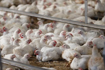 Feed is the highest cost component in raising poultry, so it is important to ensure that diets are formulated with an optimum cost-to-benefit ratio. Photo: Hans Prinsen Feed is the highest cost component in raising poultry, so it is important to ensure that diets are formulated with an optimum cost-to-benefit ratio. Photo: Hans Prinsen