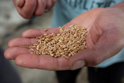 Most grains are susceptible to mycotoxin contamination, the ultimate consequences of which are diminished nutrient absorption, inflammatory response and pathogenic disorders. Photo: Hans Banus Most grains are susceptible to mycotoxin contamination, the ultimate consequences of which are diminished nutrient absorption, inflammatory response and pathogenic disorders. Photo: Hans Banus