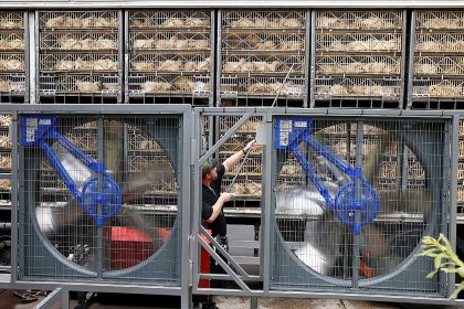 Meat quality after freezing and thawing improves if birds transported to the slaughterhouse do not endure heat stress. Photo: Hans Prinsen Meat quality after freezing and thawing improves if birds transported to the slaughterhouse do not endure heat stress. Photo: Hans Prinsen