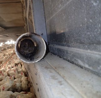 Rat living in unmanaged bait pipe in a breeder house. Photo: Cobb Rat living in unmanaged bait pipe in a breeder house. Photo: Cobb