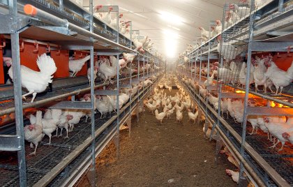 In 2019, 24% (80 million birds) of all hens were cage-free. This is up from 4% in 2010 and 12% in 2016. Photo: Bert Jansen In 2019, 24% (80 million birds) of all hens were cage-free. This is up from 4% in 2010 and 12% in 2016. Photo: Bert Jansen