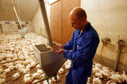 Modern poultry breeds are particularly susceptible to warming temperatures. Photo: Phytobiotics Modern poultry breeds are particularly susceptible to warming temperatures. Photo: Phytobiotics
