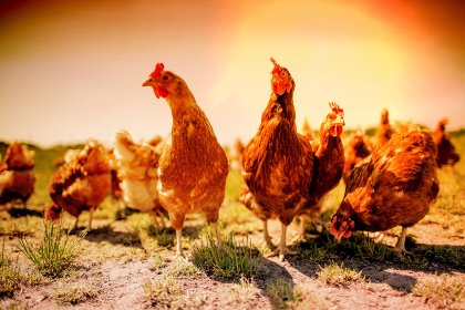 Modern poultry breeds are particularly susceptible to warming temperatures. Photo: Phytobiotics Modern poultry breeds are particularly susceptible to warming temperatures. Photo: Phytobiotics