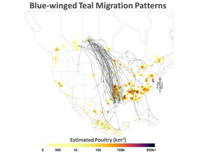 USGS map showing blue-winged teal’s migratory movements overlapped with poultry density. Black lines show individual bird tracks, and the legend describes an estimated number of poultry (chickens and turkeys) per square kilometre. Zero was defined as less than 100 poultry per square kilometre to better display poultry abundance in this figure. Photo: Diann Prosser, USGS USGS map showing blue-winged teal’s migratory movements overlapped with poultry density. Black lines show individual bird tracks, and the legend describes an estimated number of poultry (chickens and turkeys) per square kilometre. Zero was defined as less than 100 poultry per square kilometre to better display poultry abundance in this figure. Photo: Diann Prosser, USGS