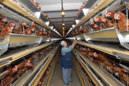 Russian veterinary and sanitary authorities are constantly monitoring poultry and egg production for the presence of antibiotic residues. In the process they regularly identify market parti Russian veterinary and sanitary authorities are constantly monitoring poultry and egg production for the presence of antibiotic residues. In the process they regularly identify market parti