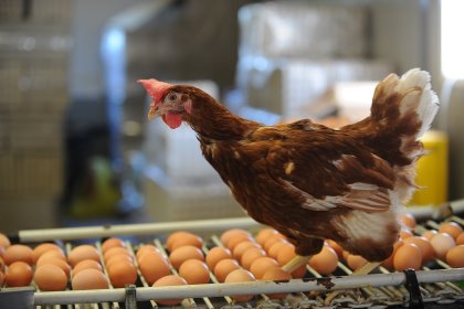 It has been established that nutrition can help optimise both egg production and egg mass, within the genetic potential of each strain. Photo: Ton Kastermans It has been established that nutrition can help optimise both egg production and egg mass, within the genetic potential of each strain. Photo: Ton Kastermans