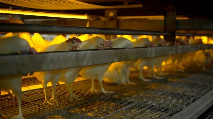 The system can help control feed chains or pans in multiple groups. Photo: Hotraco Agri The system can help control feed chains or pans in multiple groups. Photo: Hotraco Agri