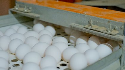 Hotraco Agri egg counters can be used in many different types of houses. Photo: Hotraco Agri Hotraco Agri egg counters can be used in many different types of houses. Photo: Hotraco Agri