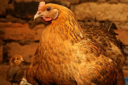 UK charity makes a difference to Ugandan poultry farmers UK charity makes a difference to Ugandan poultry farmers