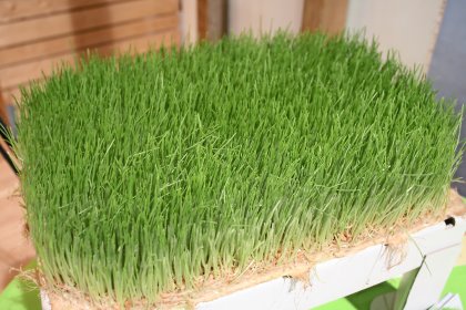 Growgrain diversion material. Growgrain diversion material.