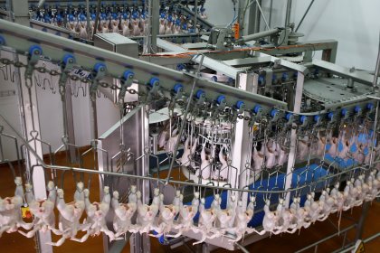 Marel Poultry's 15.000 bph line. Marel Poultry's 15.000 bph line.