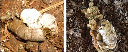 Close monitoring of faeces in the chicken shed will allow for the early detection of gut imbalance and rapid intervention. As soon as abnormal droppings (pictured, right) are detected in the shed, gut health products (organic acids, probiotics, phytogenics) should be administered to help restore the balance in the gut before it escalates into a more serious issue in the flock. Photo: Aviagen Close monitoring of faeces in the chicken shed will allow for the early detection of gut imbalance and rapid intervention. As soon as abnormal droppings (pictured, right) are detected in the shed, gut health products (organic acids, probiotics, phytogenics) should be administered to help restore the balance in the gut before it escalates into a more serious issue in the flock. Photo: Aviagen