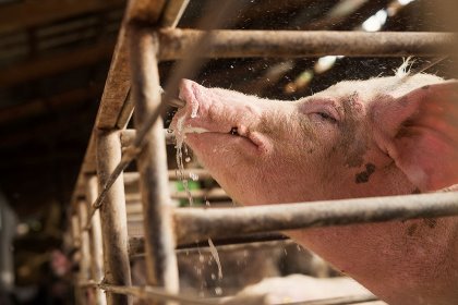 Cooling the drinking water can increase feed intake of lactating sows by 20%. Photo: Dusan Petkovic Cooling the drinking water can increase feed intake of lactating sows by 20%. Photo: Dusan Petkovic