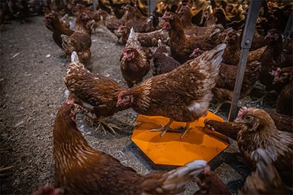 The all-in-one system can indicate the health of the bird through automated weighing scales. Photo: Hotraco Agri The all-in-one system can indicate the health of the bird through automated weighing scales. Photo: Hotraco Agri