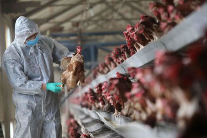AI outbreaks caused losses of some IRR 20 trillion ($480 million) for Iranian poultry farms, according to the Tehran’s Union of Producers of Egg-Laying Chicken. Photo: Photo: Vladislav Vorontikov AI outbreaks caused losses of some IRR 20 trillion ($480 million) for Iranian poultry farms, according to the Tehran’s Union of Producers of Egg-Laying Chicken. Photo: Photo: Vladislav Vorontikov