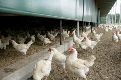 The now withdrawn OLPP stops the use of 'porches' in organic poultry production. Photo: Jan WIllem Schouten The now withdrawn OLPP stops the use of 'porches' in organic poultry production. Photo: Jan WIllem Schouten