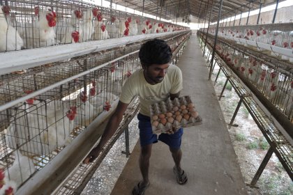 An Indian labourer collects eggs at a poultry farm on the outskirts of Hyderabad. Poultry is one of the largest growing agriculture sectors in India. Photo: Noah Seelam An Indian labourer collects eggs at a poultry farm on the outskirts of Hyderabad. Poultry is one of the largest growing agriculture sectors in India. Photo: Noah Seelam