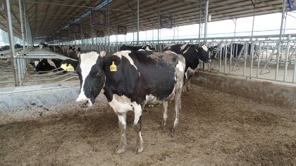 A study in China examined the efficacy of both EU-authorised and local aflatoxin and fumonisin detoxification feed additives for cows. - Photo: Rudolf Krska A study in China examined the efficacy of both EU-authorised and local aflatoxin and fumonisin detoxification feed additives for cows. - Photo: Rudolf Krska