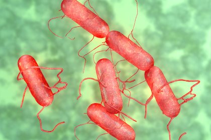 The prevalence of Salmonella in chick’s fed BMD can be attributed to its activity against Gram-positive bacteria. Photo: Michael Taylor The prevalence of Salmonella in chick’s fed BMD can be attributed to its activity against Gram-positive bacteria. Photo: Michael Taylor