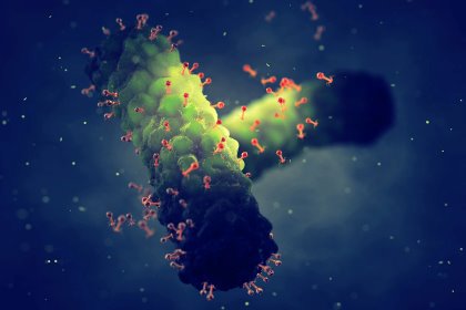 The recognition and destruction mechanisms of bacteriophages vastly differ from antibiotics. Photo: Shutterstock The recognition and destruction mechanisms of bacteriophages vastly differ from antibiotics. Photo: Shutterstock