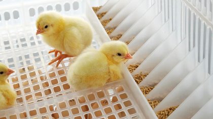 “Getting the birds on the feed and giving access to water is not just a welfare thing, it ensures a better chick quality, too,” says Ingham’s general manager. Photo: Bart Nijs Fotografie “Getting the birds on the feed and giving access to water is not just a welfare thing, it ensures a better chick quality, too,” says Ingham’s general manager. Photo: Bart Nijs Fotografie
