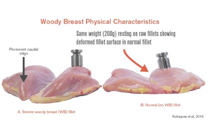 Reduce woody breast and white striping with dietary approach Reduce woody breast and white striping with dietary approach