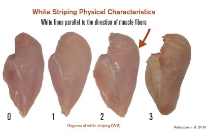 Reduce woody breast and white striping with dietary approach Reduce woody breast and white striping with dietary approach