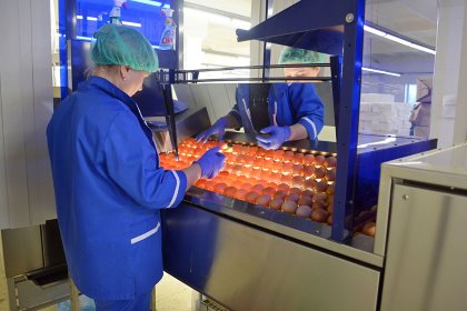 Russian egg production has reached self-sufficiency with virtually no room for further growth. Meanwhile, the county’s egg processing industry is underdeveloped. Photo: Vladislav Vorotnikov Russian egg production has reached self-sufficiency with virtually no room for further growth. Meanwhile, the county’s egg processing industry is underdeveloped. Photo: Vladislav Vorotnikov