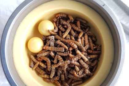 Dried mealworms in a ball mill in the lab at the German Federal Institute for Risk Assessment. - Photo: Kim-Lara Gützkow Dried mealworms in a ball mill in the lab at the German Federal Institute for Risk Assessment. - Photo: Kim-Lara Gützkow