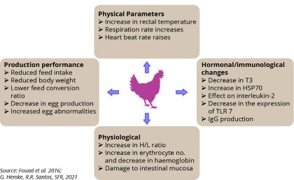 Natural betaine: A nutritional aid during heat stress Natural betaine: A nutritional aid during heat stress