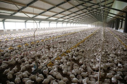 Saudi Arabia produced 900,000 million metric tonnes of chicken meat in 2020, accounting for 60% of domestic consumption. Photo: Hans Prinsen Saudi Arabia produced 900,000 million metric tonnes of chicken meat in 2020, accounting for 60% of domestic consumption. Photo: Hans Prinsen