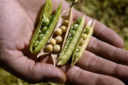 Farmers are actively investigating ingredients that can serve as full or partial soybean meal replacements. Photo: Hans Prinsen Farmers are actively investigating ingredients that can serve as full or partial soybean meal replacements. Photo: Hans Prinsen