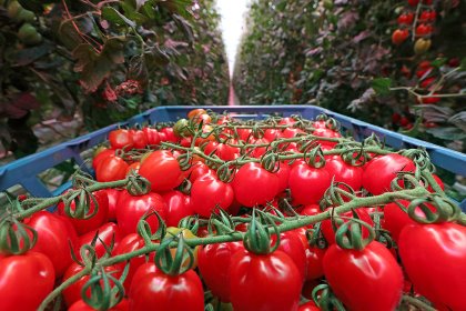 Tomato residue is a good source of bioactive molecules, especially carotenoids such as β-carotene and lycopene. Photo: Misset Tomato residue is a good source of bioactive molecules, especially carotenoids such as β-carotene and lycopene. Photo: Misset