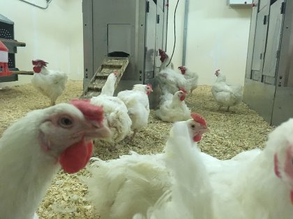 Daily feeding to a higher weight provides not just welfare benefits but economic benefits, too. Photo: University of Alberta Daily feeding to a higher weight provides not just welfare benefits but economic benefits, too. Photo: University of Alberta