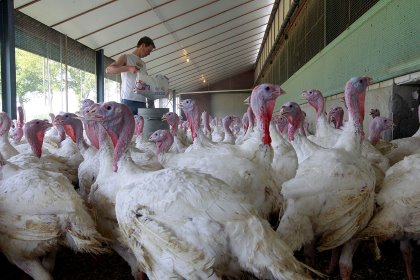 Turkey hens lose their sensitivity to the effects of long days which stimulate reproductivity, even under ever-increasing day lengths. Photo: Bert Jansen Turkey hens lose their sensitivity to the effects of long days which stimulate reproductivity, even under ever-increasing day lengths. Photo: Bert Jansen