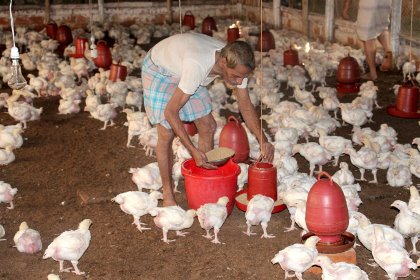 Smaller poultry enterprises keep broilers in simple housing, and feed and water is given manually. Photo: Ad Bal Smaller poultry enterprises keep broilers in simple housing, and feed and water is given manually. Photo: Ad Bal