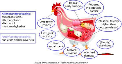 Using blood biomarkers to detect emerging mycotoxins Using blood biomarkers to detect emerging mycotoxins