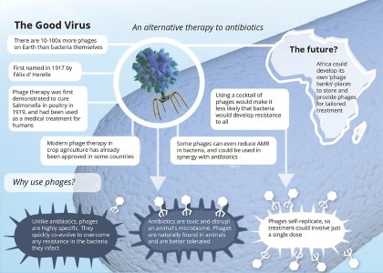 Could bacteriophages play a part in poultry farming? Could bacteriophages play a part in poultry farming?
