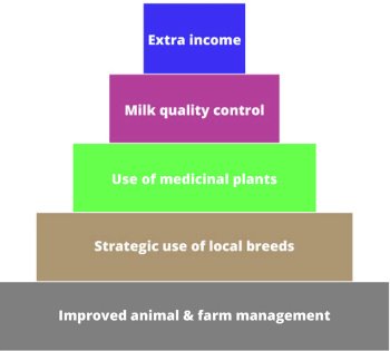 New strategy to reduce antibiotics in dairy farming New strategy to reduce antibiotics in dairy farming