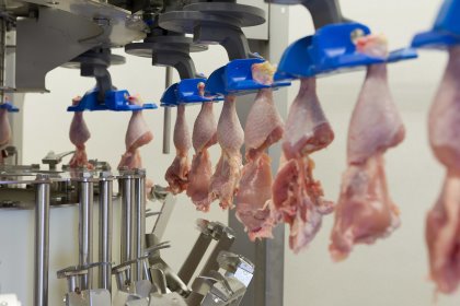 While popping out the knee cap, the Thigh Fillet Harvester succeeds in efficiently adding a maximum amount of knee joint meat to the higher value thigh meat. While popping out the knee cap, the Thigh Fillet Harvester succeeds in efficiently adding a maximum amount of knee joint meat to the higher value thigh meat.