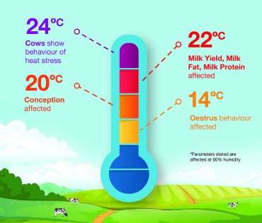 Thermal indicator of when THI impacts dairy cows. Humidity indicated here is 60%. Photo: Cargill Thermal indicator of when THI impacts dairy cows. Humidity indicated here is 60%. Photo: Cargill