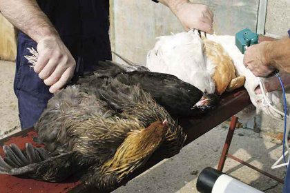 Catchers should present birds according to the vaccine administration route. Catchers should present birds according to the vaccine administration route.