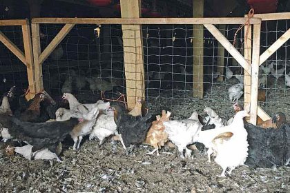 Use catching frames to segment the flock into smaller groups for easier and less stressful catching. Use catching frames to segment the flock into smaller groups for easier and less stressful catching.