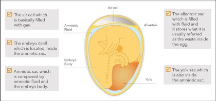 Key control points for in-ovo vaccination Key control points for in-ovo vaccination