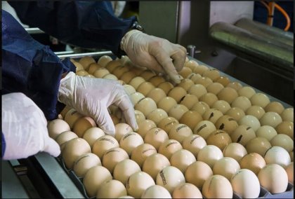 Eggs need to be checked for micro-cracks or if the shell is too fragile before vaccinating. Photo: Ceva Santé Animale Eggs need to be checked for micro-cracks or if the shell is too fragile before vaccinating. Photo: Ceva Santé Animale