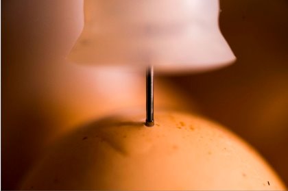 The position of where the injection is placed is also important. Photo: Ceva Santé Animale The position of where the injection is placed is also important. Photo: Ceva Santé Animale
