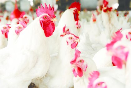 Performance trace minerals play a vital role in building healthy first responder cells and last but not least help in keeping birds healthy. Photo: Zinpro Performance trace minerals play a vital role in building healthy first responder cells and last but not least help in keeping birds healthy. Photo: Zinpro