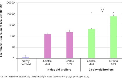 Fermentation’s role in antibiotic reduction Fermentation’s role in antibiotic reduction